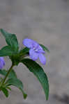 Carolina wild petunia